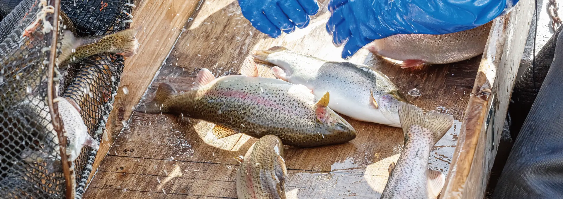 ブランドサーモン